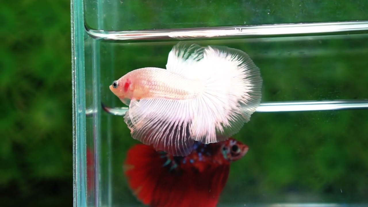 Betta fish HM Platinum White Dragon (Original blood)