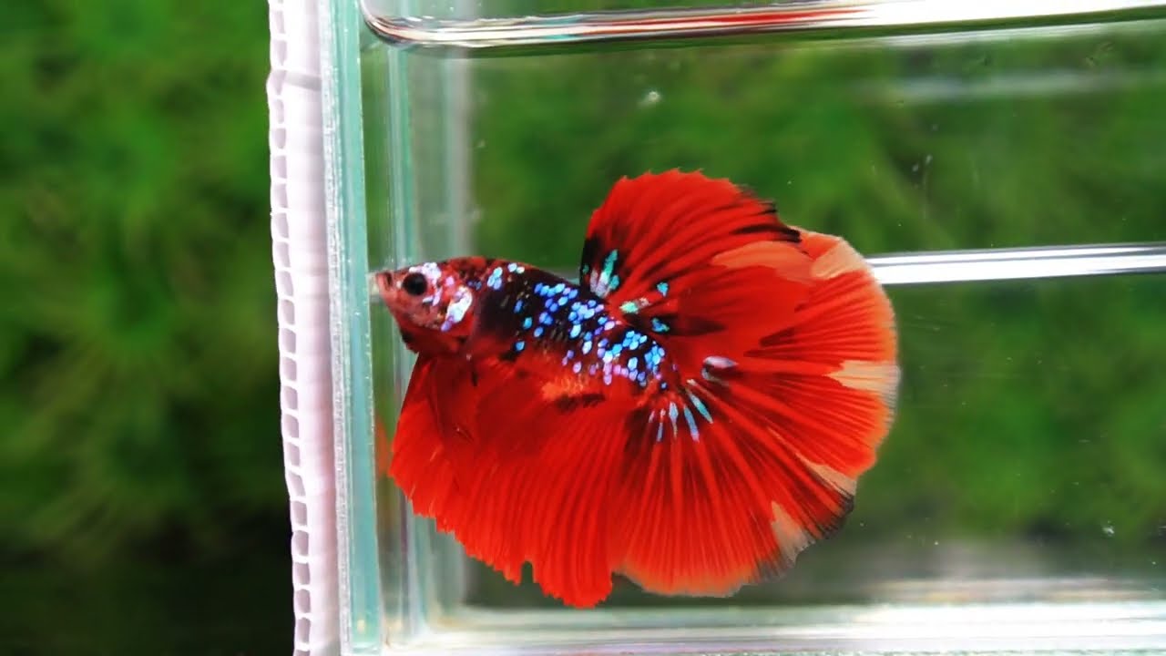 Betta fish HM Red Vampire Galaxy