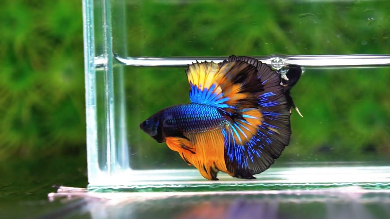 Betta fish Classic Blue Mustard Gas Black Ring OHM