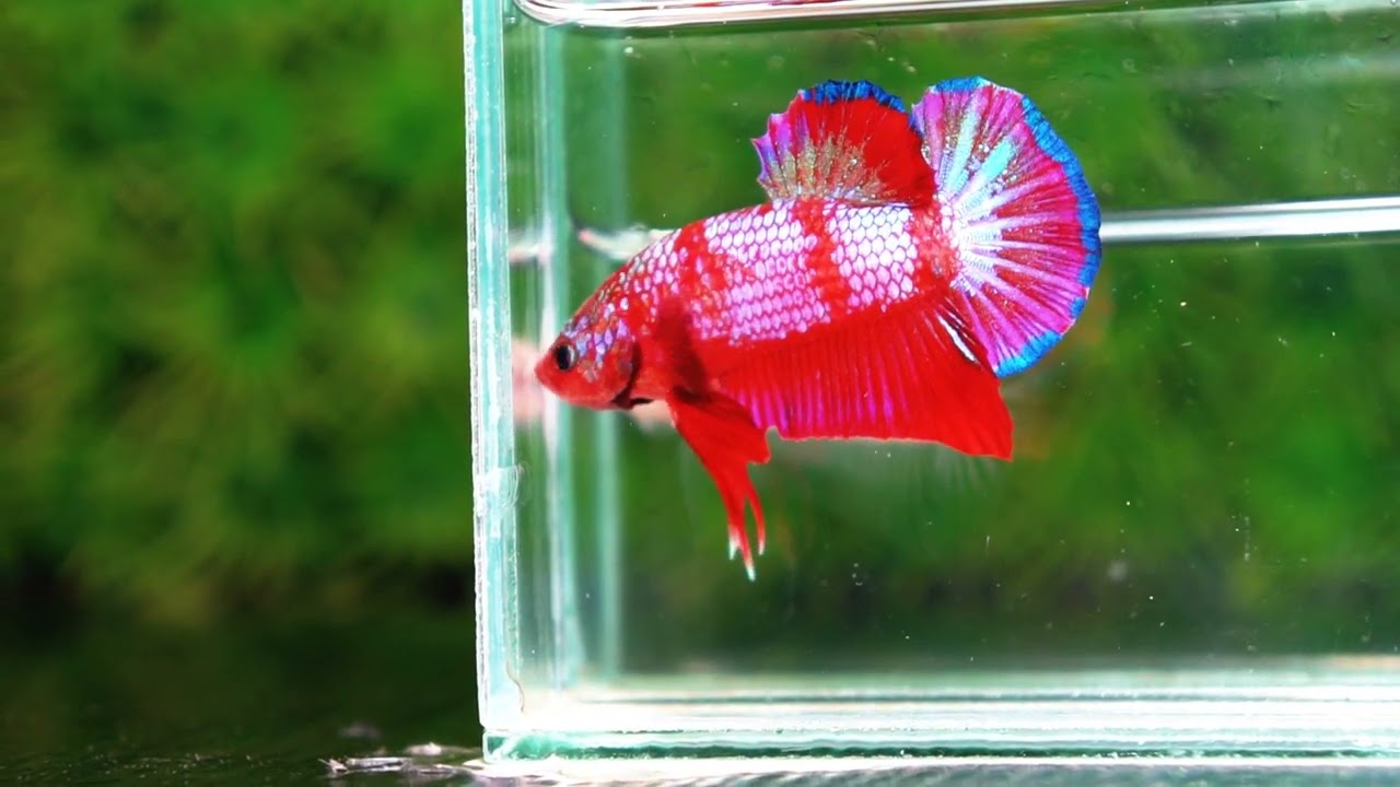 Betta fish HMPK Fancy Red Zebra (Rare)