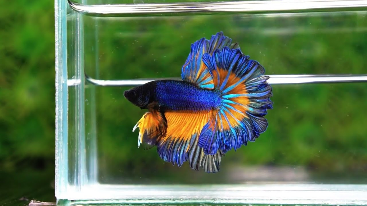 Betta fish Blue Mustard Gas Classic Rosetail OHM