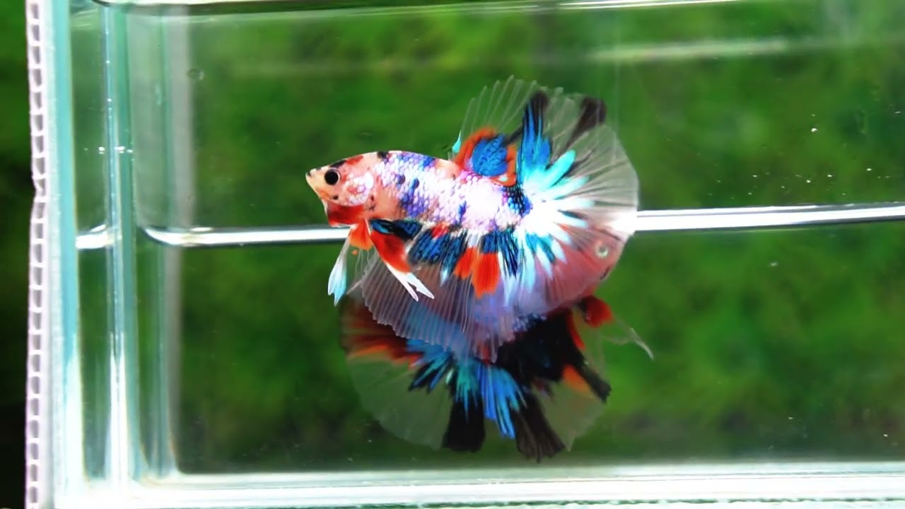 Betta fish OHM Emerald Koi Star tail