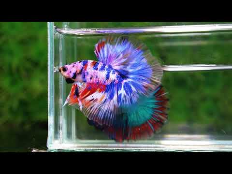 Betta fish Marble Multicolor Rainbow OHM