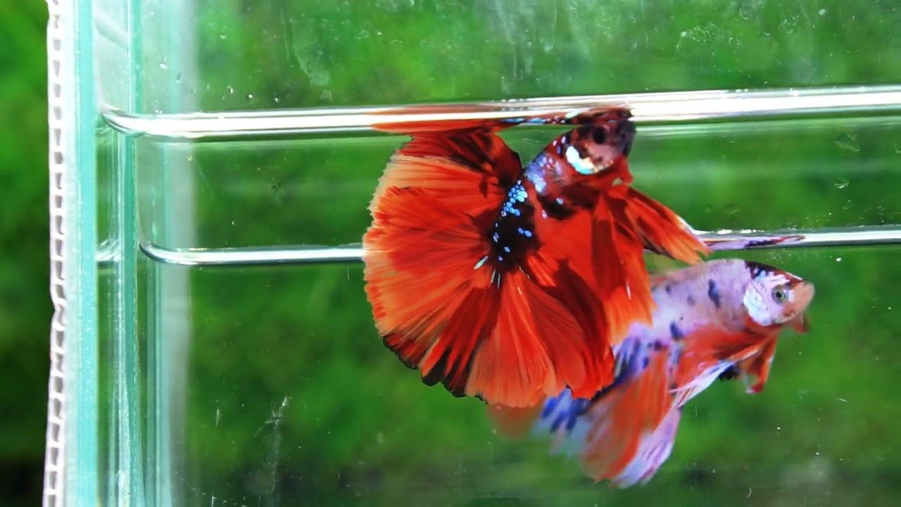 Betta fish HM Tiger Warrior Galaxy