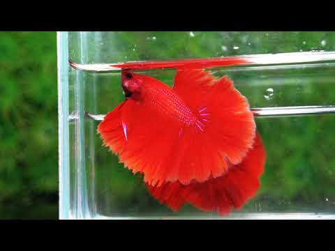 Betta fish OHM Big Super Red