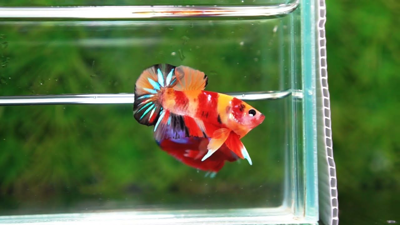 Betta fish OHMPK Classic Nemo Koi