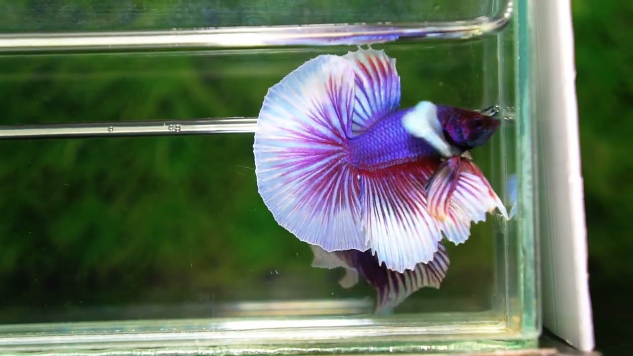 Betta fish OHM Purple Salamander Dumbo