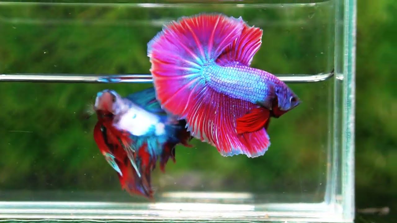 Betta fish Purple Metallic Lavender Hawk OHM