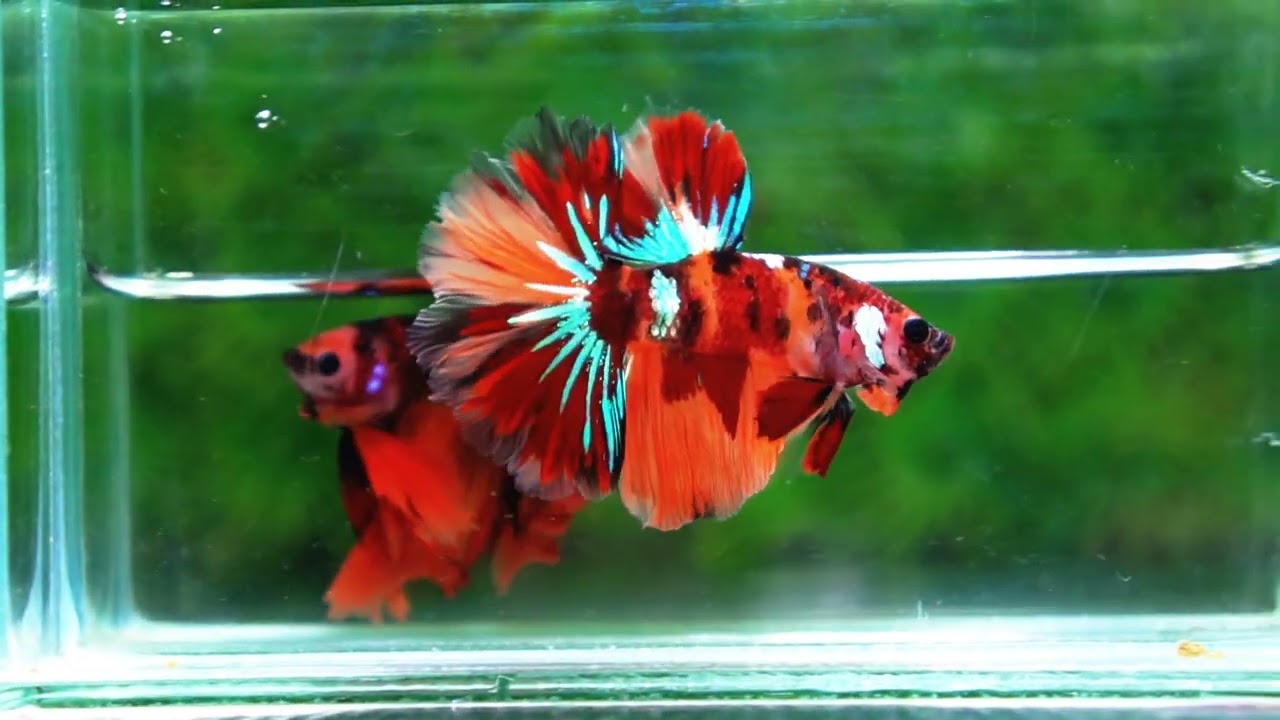 Betta fish OHM Candy Nemo Star Rosetail
