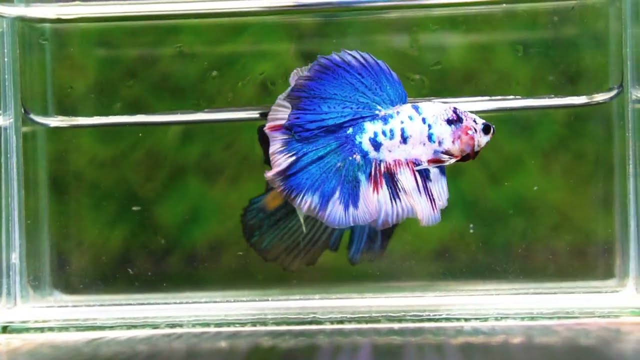 Betta fish OHM Blue Marble Frozen
