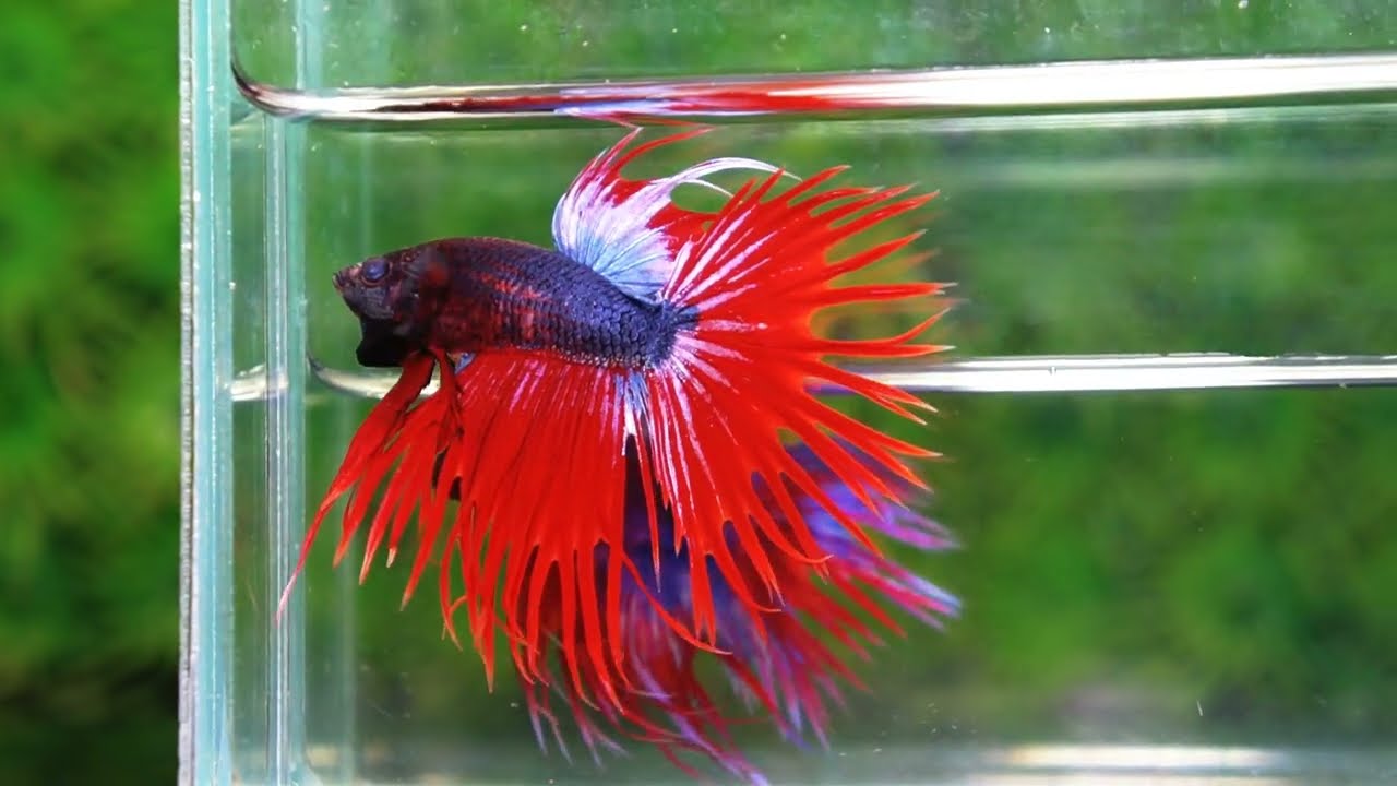Betta fish CT Dark Hell Boy