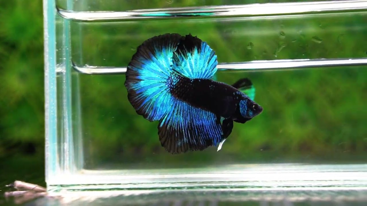 Betta fish HM Helmet Blue Samurai Black Ring (Rare)