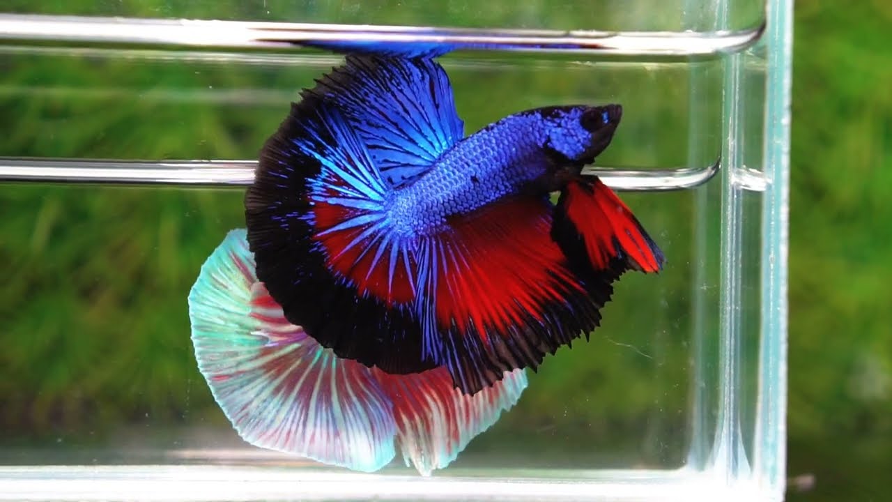 Betta fish Blue Dragon Black Ring HM