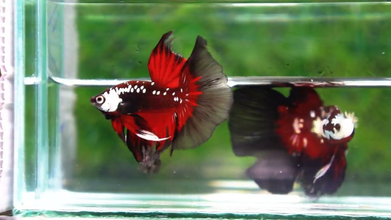 Betta fish Betta fish VamPire Black Samurai Butterfly HM