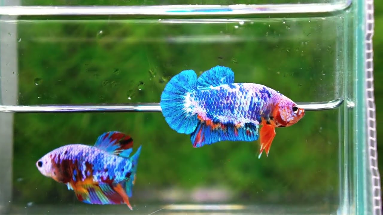 Betta fish Fancy Blue Marble (HMPK)