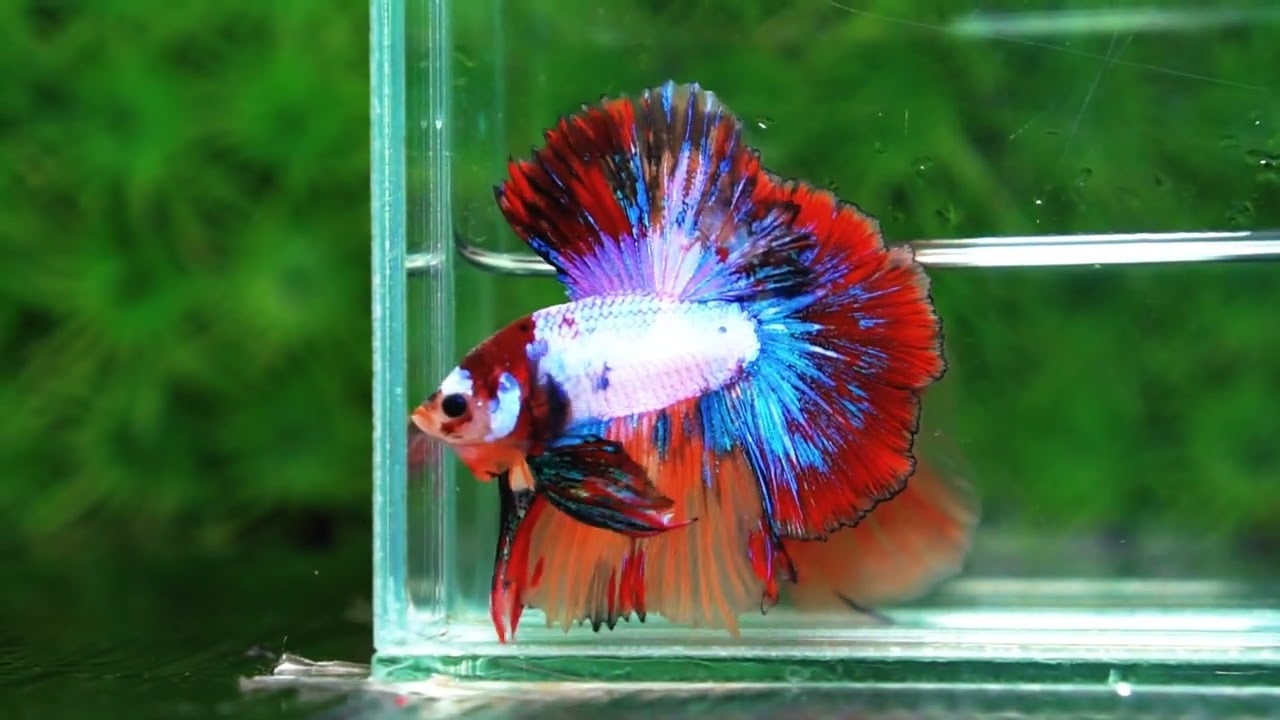 Betta fish Multicolor Candy Red Scaft Sky Hawk HM