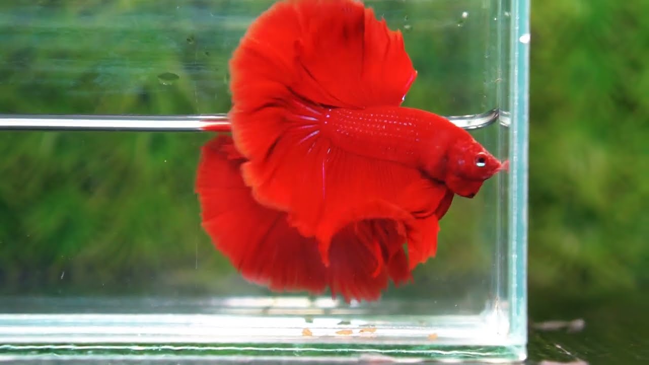 Betta fish Big Evil Red OHM