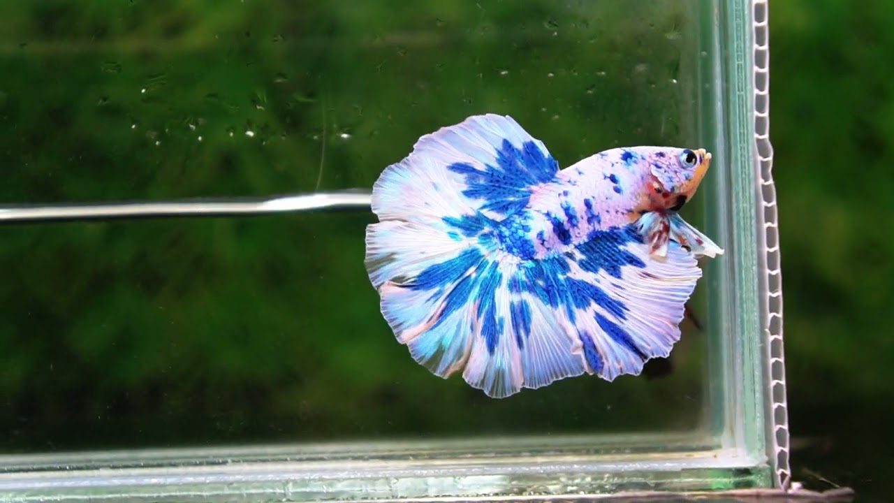 Betta fish OHM Prince Rose Blue Frozen