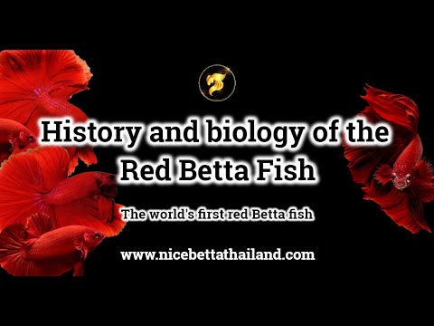 All Red Betta Fish in the world