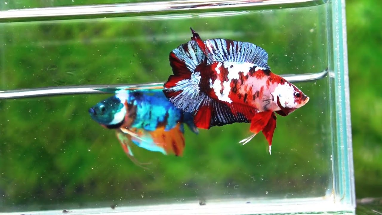 Betta fish DTPK Classic Koi Galaxy