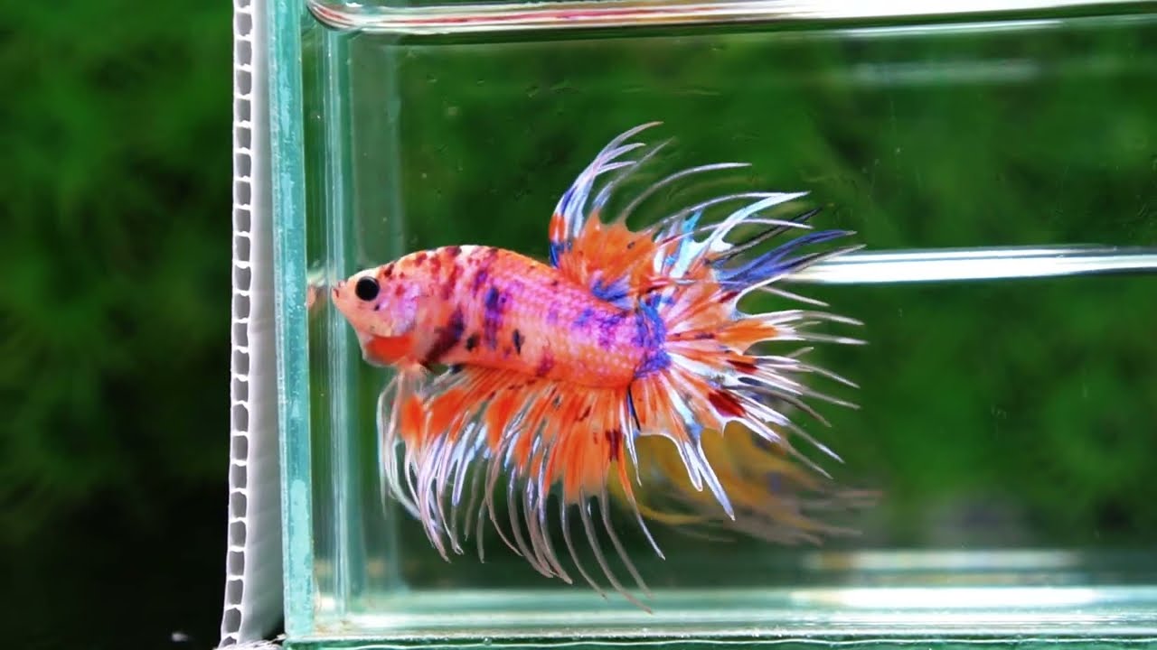 Betta fish CT Emerald Candy Nemo