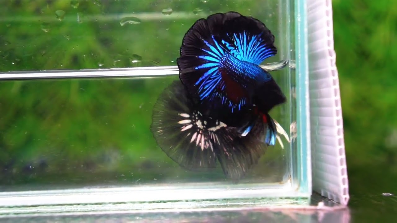 Betta fish OHM Blue Black Orchid