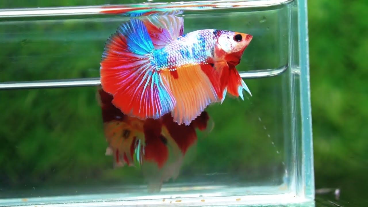 Betta fish HM Fancy Candy Nemo