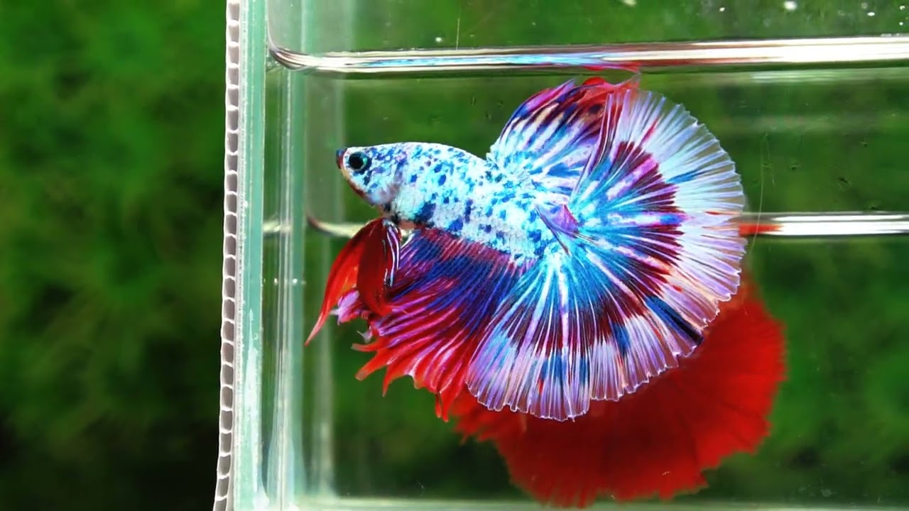 Betta fish Prince of Magical Frozen Marble OHM