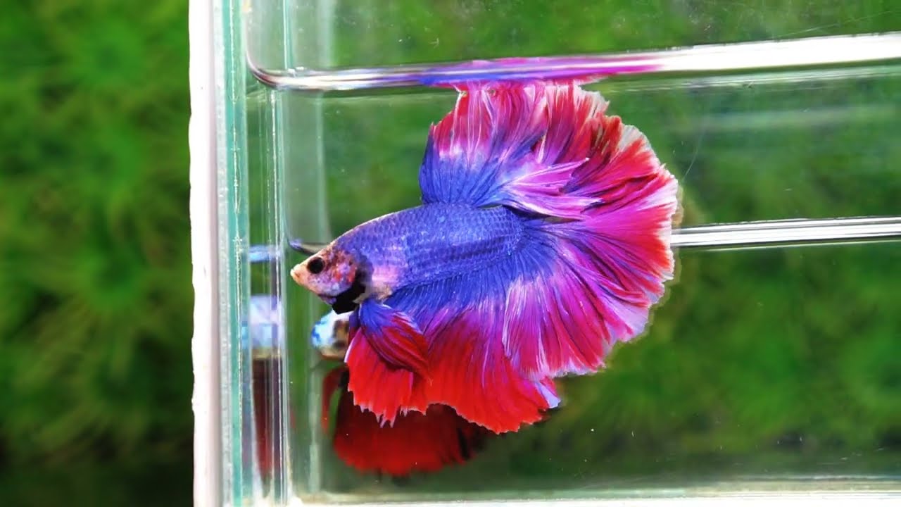 Betta fish Mascot Thailand Flag Rosetail OHM