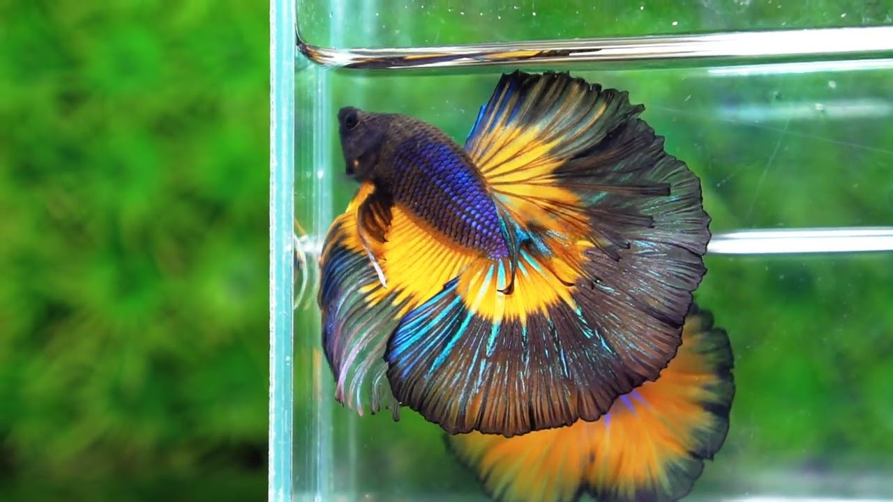 Betta fish Big Black Pumpkin Butterfly OHM