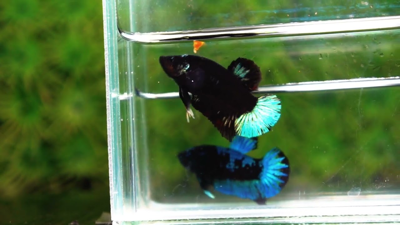 Betta fish HMPK Super Black Hold (Rare)