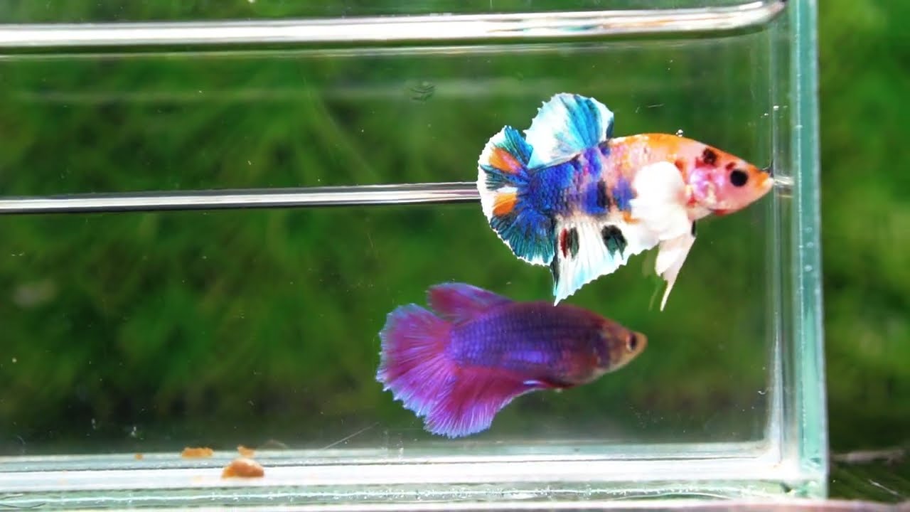 Betta fish HMPK Prince of Candy Yellow base Dumbo