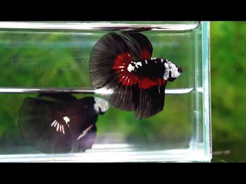 Betta fish Rare Vampire Shadow Black Samurai Butterfly HM