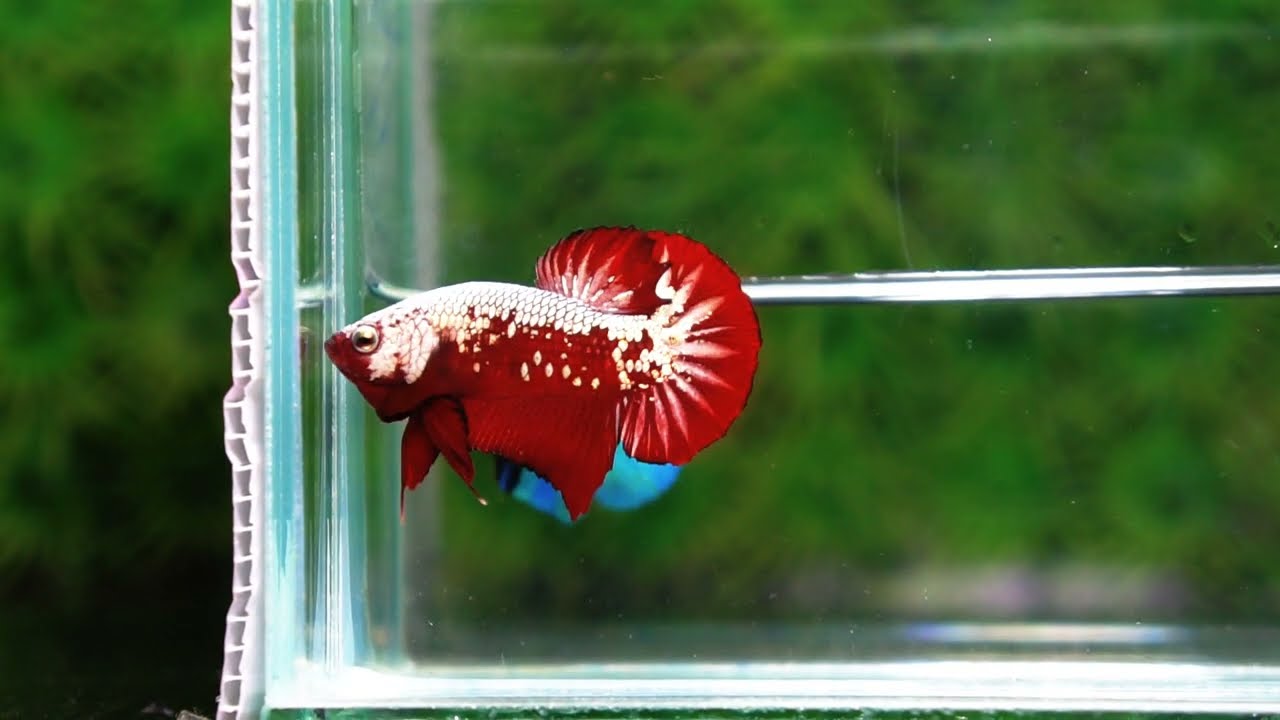 Betta fish Red Samurai HMPK