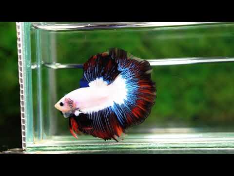 Betta fish OHM Prince of YinYang Dragon (Comp Grade)