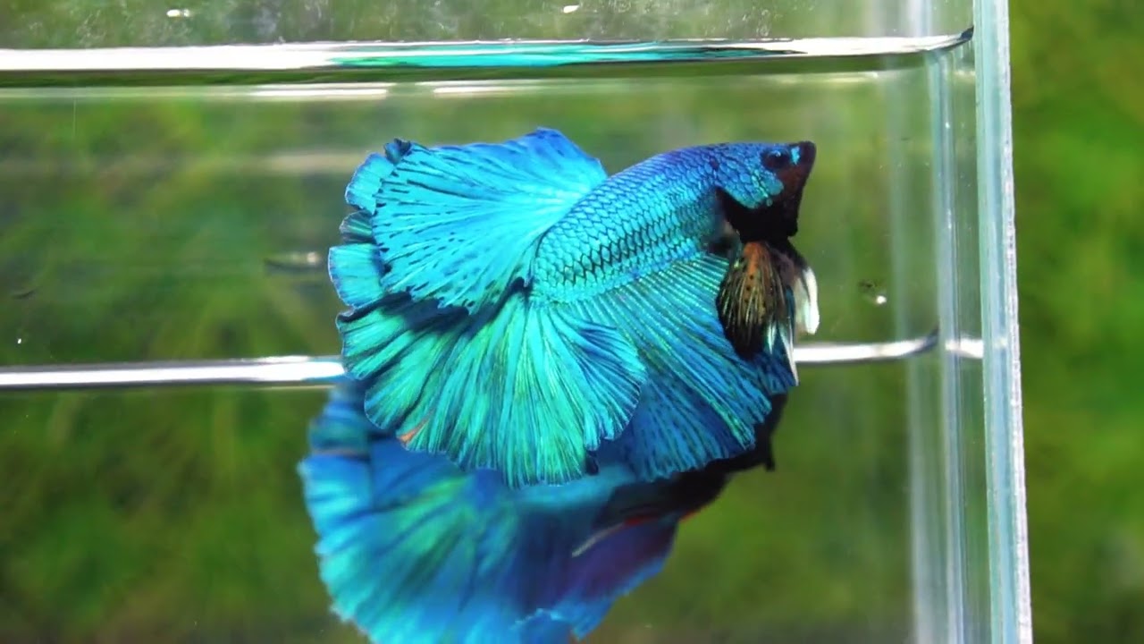 Betta fish Prince of Green Turqouise Rosetail OHM