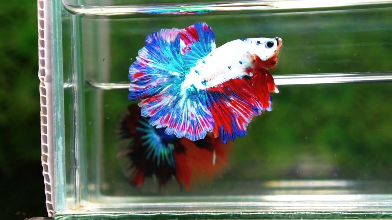 Betta fish OHM Fancy Magical Red Blue Frozen