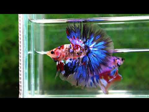Betta fish Blue Koi Galaxy Hawk OHM