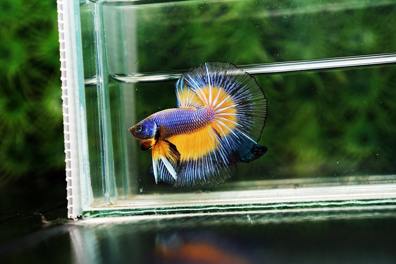 betta-fish-feeding-instructions-nice-betta-thailand-co-ltd