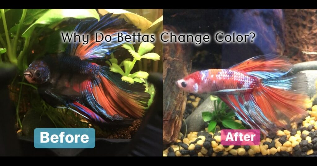Why Do Bettas Change Color? Nice Betta Thailand.CO.,LTD