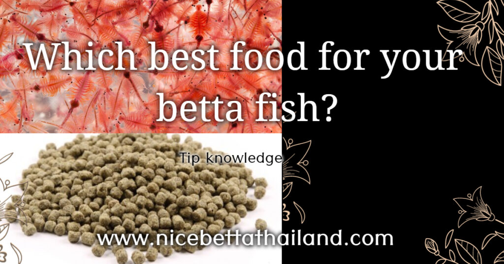 Which best food for your betta fish? Nice Betta Thailand.CO.,LTD