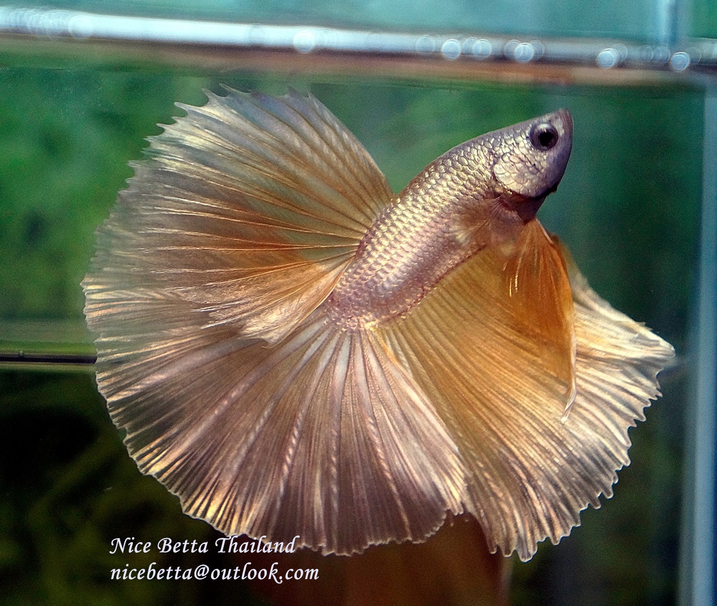 white dragon king crown betta fish for sale