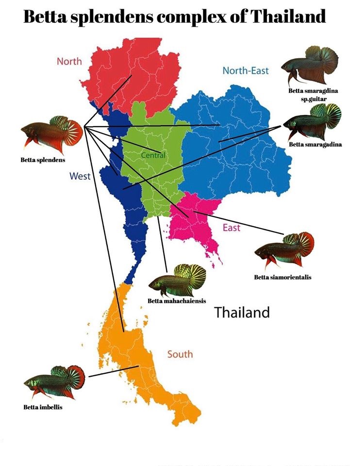 Persebaran Cupang di Thailand