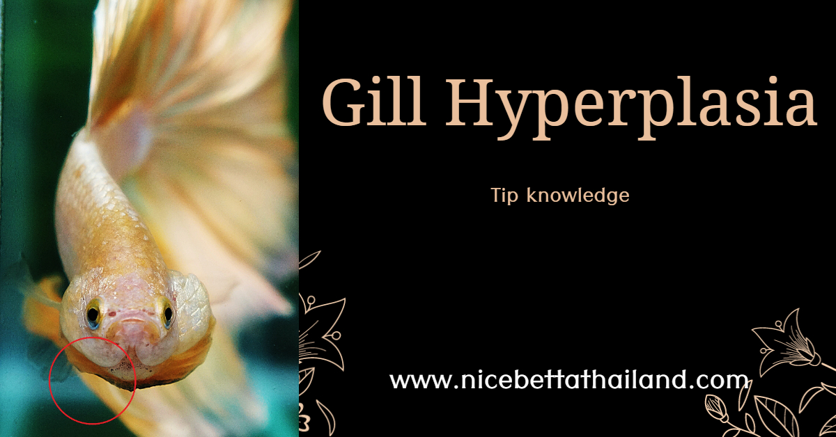 Betta fish Gill Hyperplasia