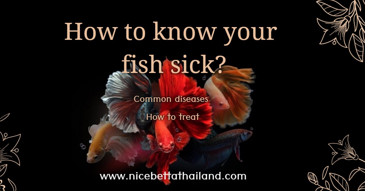 How to know your betta fish sick Nice Betta Thailand.CO.,LTD