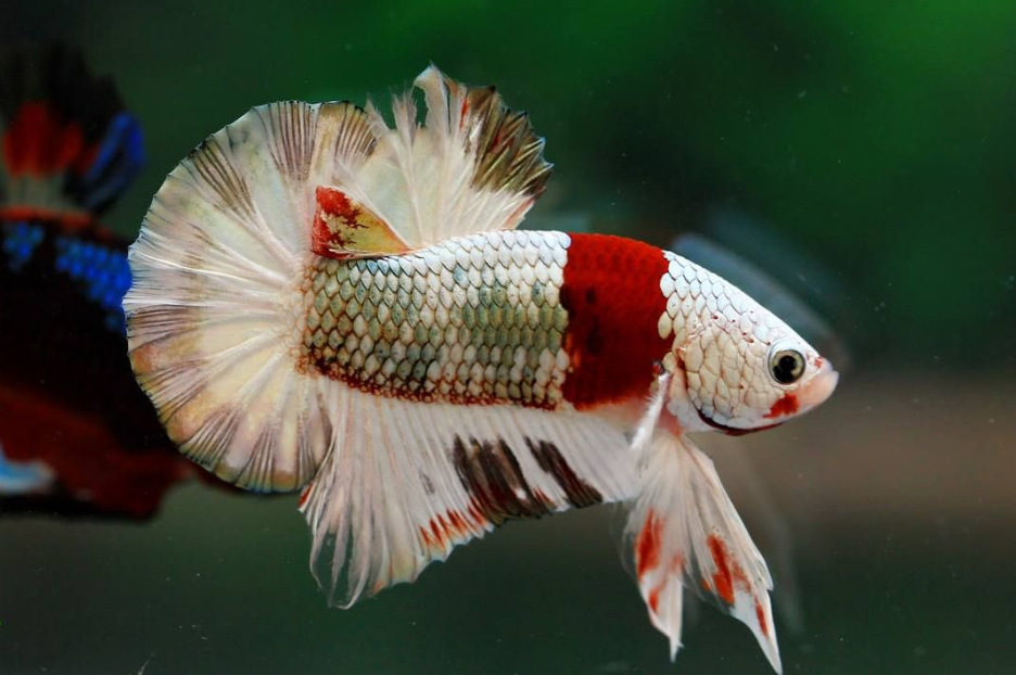 The most expensive betta fish