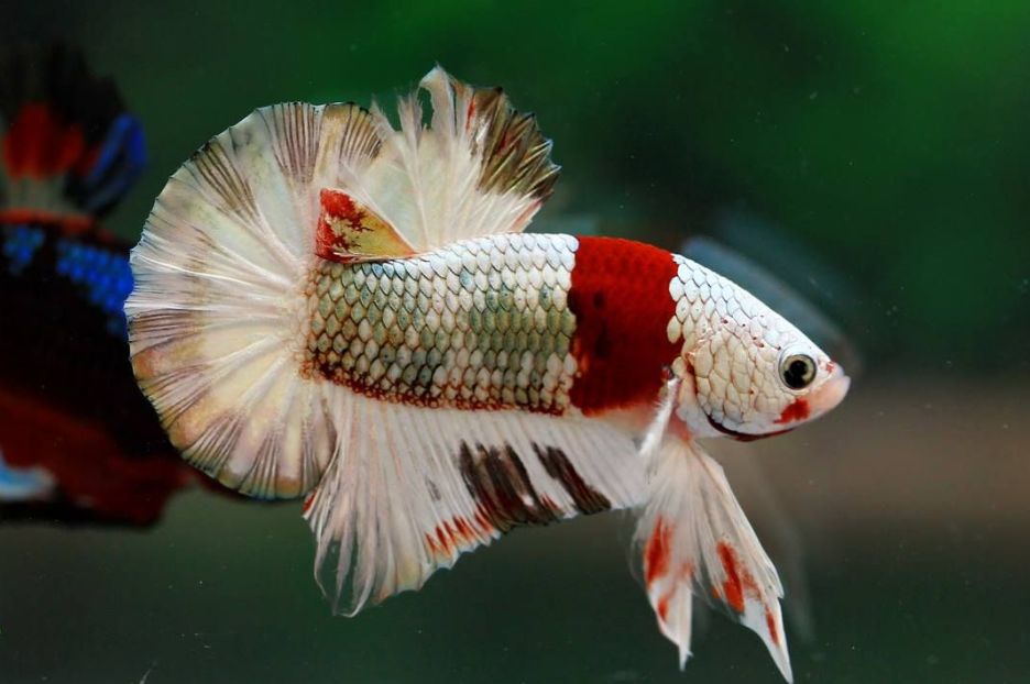 white dragon king crown betta fish for sale