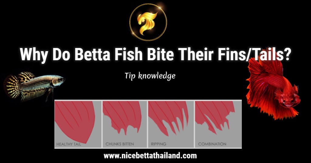 Why Do Betta Fish Bite Their Fins Tails? Nice Betta Thailand.CO.,LTD