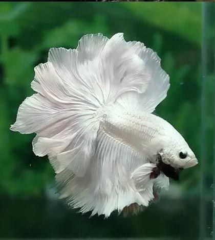 white dragon king crown betta fish for sale