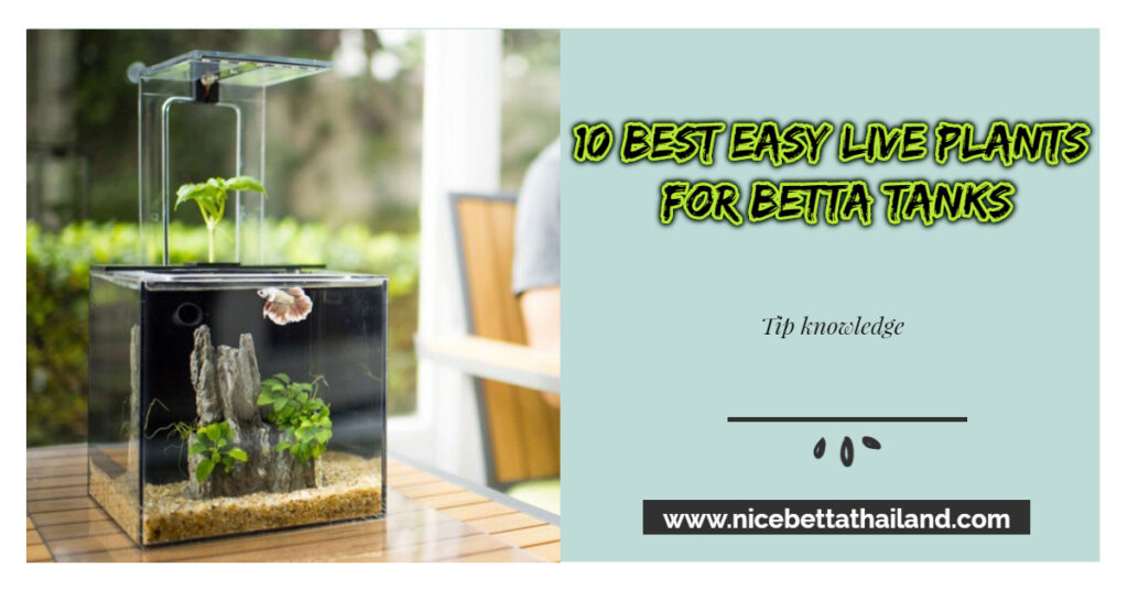 Best plants for your betta aquarium Nice Betta Thailand.CO.,LTD